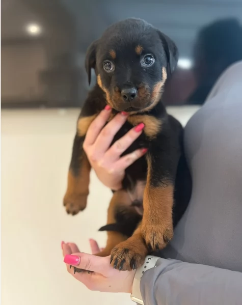 cuccioli di Rottweiler maschi e femmine per adozione