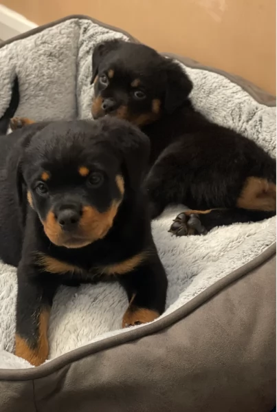 cuccioli di Rottweiler maschi e femmine per adozione | Foto 1