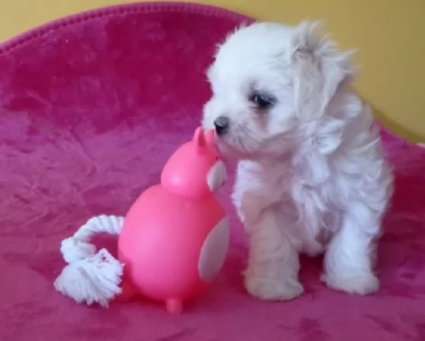 meraviglioso uccioli di razza maltese toy taglia piccola per ladozione gratuita | Foto 4
