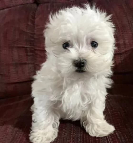 meraviglioso cuccioli di razza maltese toy taglia piccola per ladozione gratuita | Foto 2