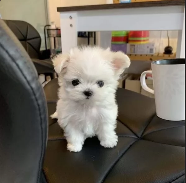 meraviglioso cuccioli di razza maltese toy taglia piccola per ladozione gratuita | Foto 1