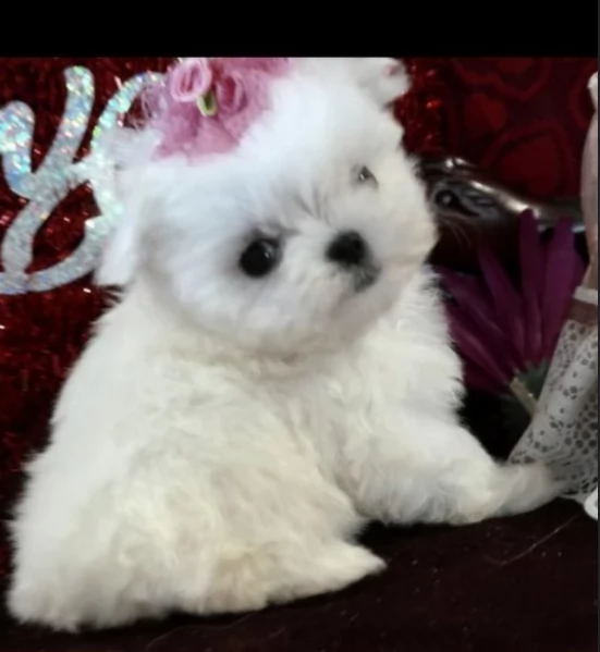 meraviglioso cuccioli di razza maltese toy taglia piccola per ladozione gratuita | Foto 3