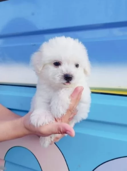 meraviglioso cuccioli di razza maltese toy taglia piccola per ladozione gratuita | Foto 2