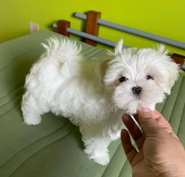 meraviglioso cuccioli di razza maltese toy taglia piccola per ladozione gratuita