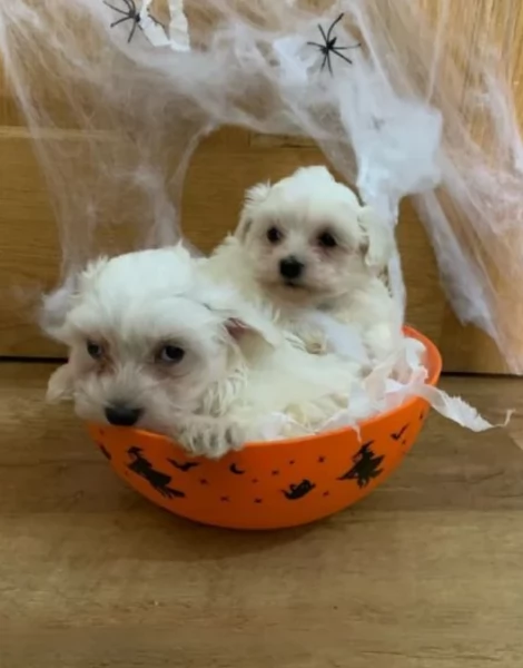 meraviglioso cuccioli di razza maltese toy taglia piccola per ladozione gratuita | Foto 1