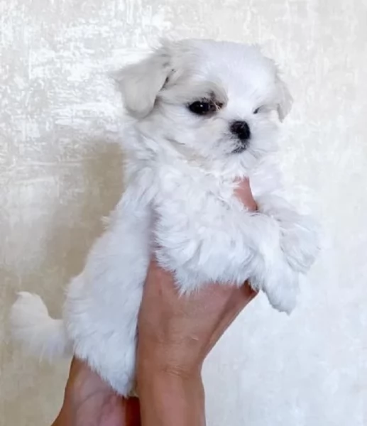 meraviglioso cuccioli di razza maltese toy taglia piccola per ladozione gratuita | Foto 0
