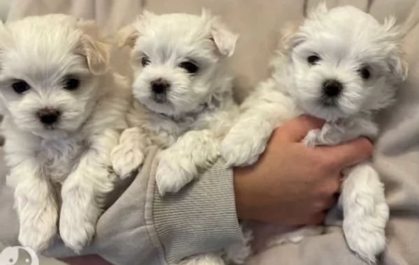 meraviglioso cuccioli di razza maltese toy taglia piccola per ladozione gratuita