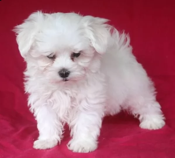 meraviglioso cuccioli di razza maltese toy taglia piccola per ladozione gratuita | Foto 3