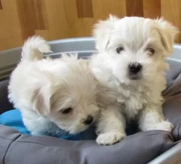 meraviglioso cuccioli di razza maltese toy taglia piccola per ladozione gratuita | Foto 4