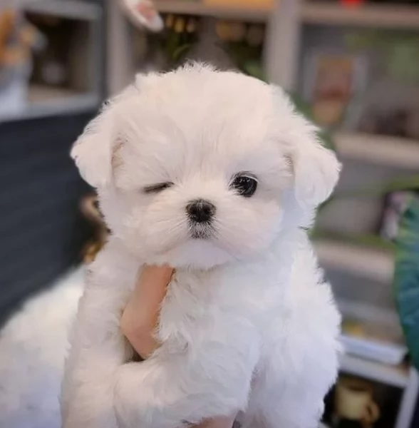 meraviglioso cuccioli di razza maltese toy taglia piccola per ladozione gratuita | Foto 0