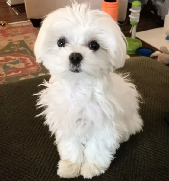 meraviglioso cuccioli di razza maltese toy taglia piccola per ladozione gratuita | Foto 6