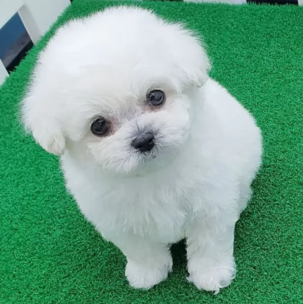 meraviglioso cuccioli di razza maltese toy taglia piccola per ladozione gratuita | Foto 5