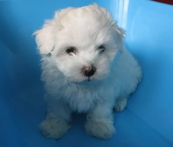meraviglioso cuccioli di razza maltese toy taglia piccola per ladozione gratuita | Foto 6