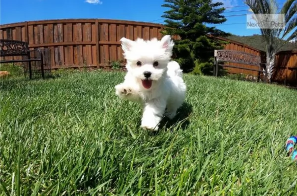 meraviglioso cuccioli di razza maltese toy taglia piccola per ladozione gratuita | Foto 3