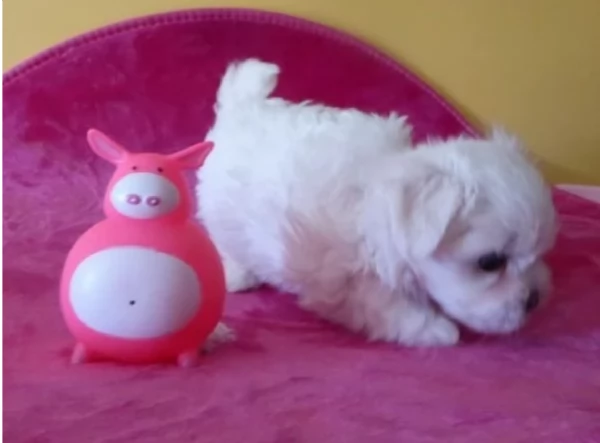 meraviglioso cuccioli di razza maltese toy taglia piccola per ladozione gratuita
