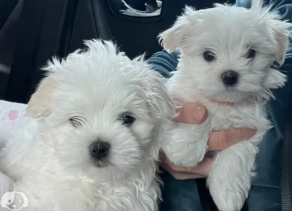 meraviglioso cuccioli di razza maltese toy taglia piccola per ladozione gratuita | Foto 1