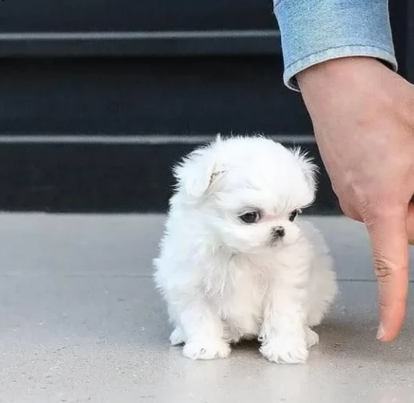 meraviglioso cuccioli di razza maltese toy taglia piccola per ladozione gratuita | Foto 5