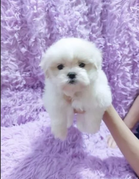 meraviglioso cuccioli di razza maltese toy taglia piccola per ladozione gratuita | Foto 1