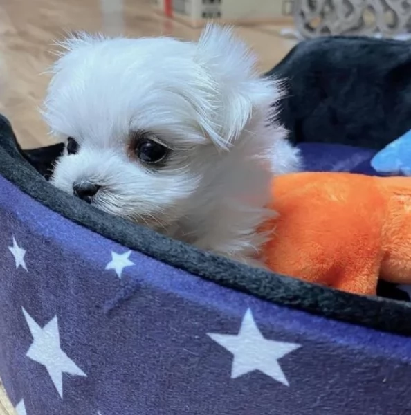 meraviglioso cuccioli di razza maltese toy taglia piccola per ladozione gratuita
