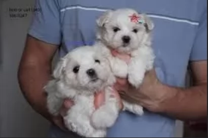 meraviglioso cuccioli di razza maltese toy taglia piccola per ladozione gratuita | Foto 5