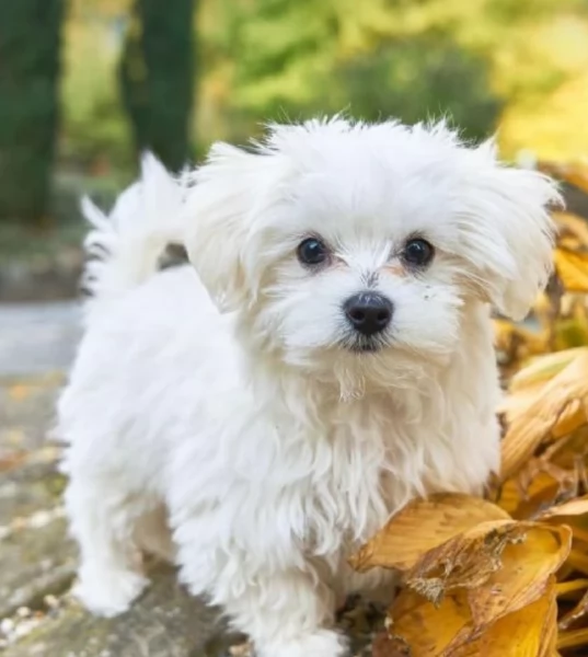 meraviglioso cuccioli di razza maltese toy taglia piccola per ladozione gratuita | Foto 3