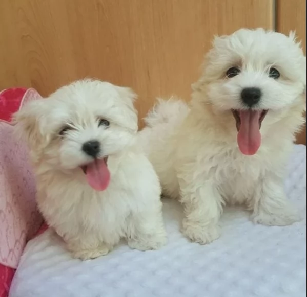 meraviglioso cuccioli di razza maltese toy taglia piccola per ladozione gratuita