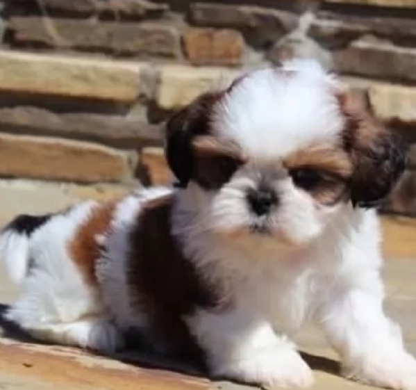meraviglioso cuccioli di razza Shitzu toy taglia piccola per ladozione gratuita