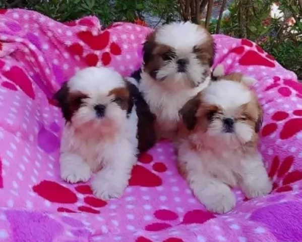meraviglioso cuccioli di razza Shitzu toy taglia piccola per ladozione gratuita | Foto 3