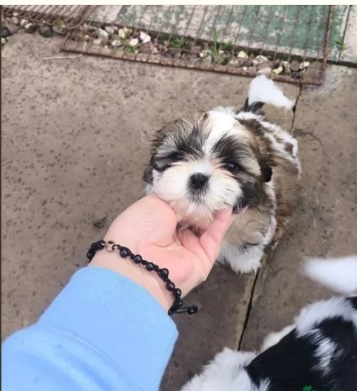 meraviglioso cuccioli di razza Shitzu toy taglia piccola per ladozione gratuita | Foto 5