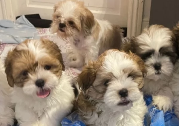 meraviglioso cuccioli di razza Shitzu toy taglia piccola per ladozione gratuita | Foto 3