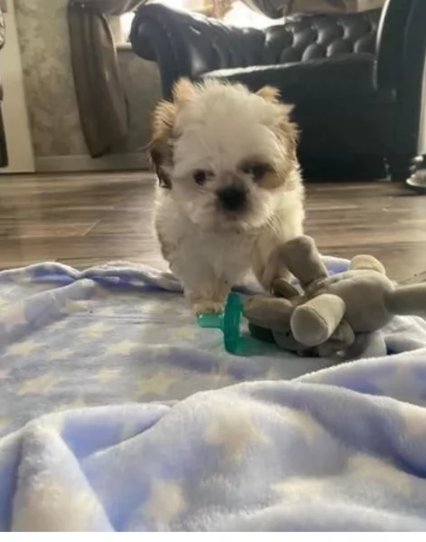 meraviglioso cuccioli di razza Shitzu toy taglia piccola per ladozione gratuita