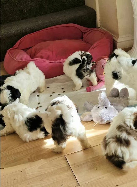 meraviglioso cuccioli di razza Shitzu toy taglia piccola per ladozione gratuita | Foto 6