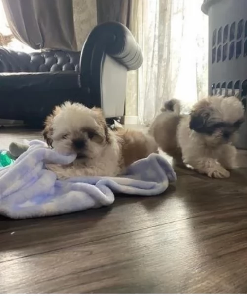meraviglioso cuccioli di razza Shitzu toy taglia piccola per ladozione gratuita