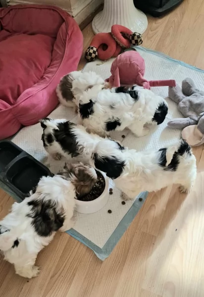 meraviglioso cuccioli di razza Shitzu toy taglia piccola per ladozione gratuita | Foto 3