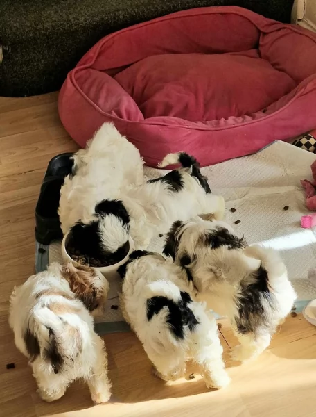 meraviglioso cuccioli di razza Shitzu toy taglia piccola per ladozione gratuita | Foto 1