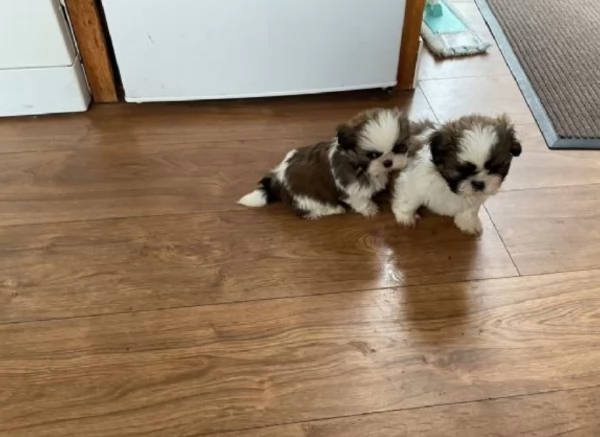 meraviglioso cuccioli di razza Shitzu toy taglia piccola per ladozione gratuita | Foto 0