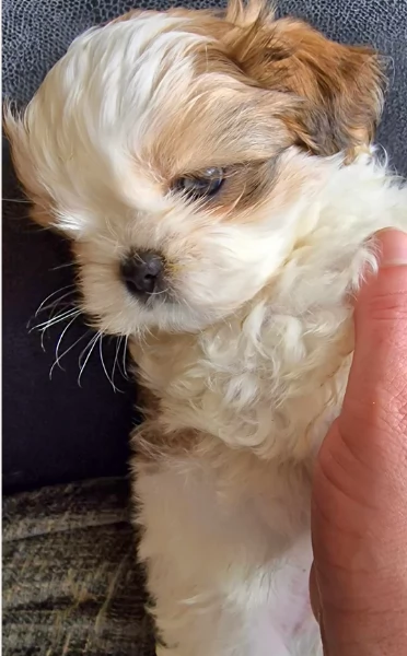 meraviglioso cuccioli di razza Shitzu toy taglia piccola per ladozione gratuita | Foto 4