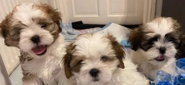 meraviglioso cuccioli di razza Shitzu toy taglia piccola per ladozione gratuita | Foto 2