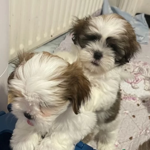 meraviglioso cuccioli di razza Shitzu toy taglia piccola per ladozione gratuita | Foto 0