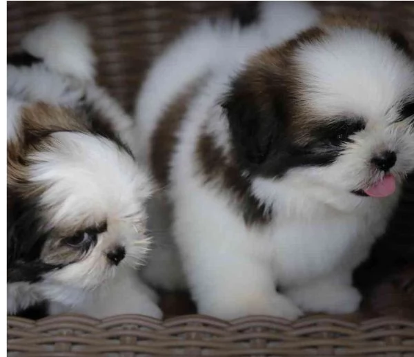 meraviglioso cuccioli di razza Shitzu toy taglia piccola per ladozione gratuita | Foto 6
