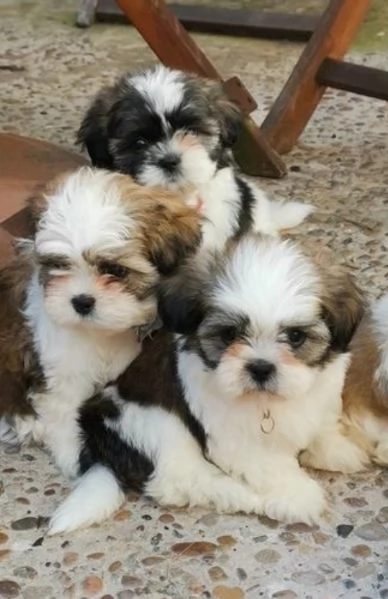 meraviglioso cuccioli di razza Shitzu toy taglia piccola per ladozione gratuita | Foto 5
