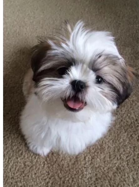 meraviglioso cuccioli di razza Shitzu toy taglia piccola per ladozione gratuita | Foto 4