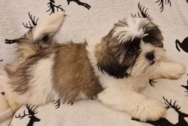 meraviglioso cuccioli di razza Shitzu toy taglia piccola per ladozione gratuita