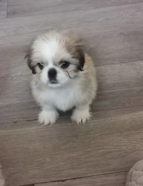 meraviglioso cuccioli di razza Shitzu toy taglia piccola per ladozione gratuita | Foto 2
