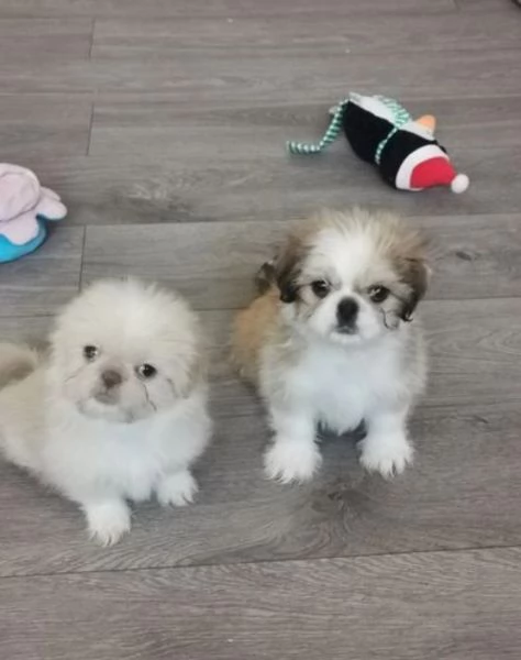 meraviglioso cuccioli di razza Shitzu toy taglia piccola per ladozione gratuita | Foto 0