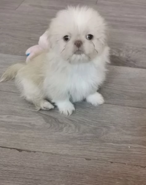 meraviglioso cuccioli di razza Shitzu toy taglia piccola per ladozione gratuita | Foto 3
