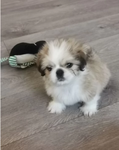meraviglioso cuccioli di razza Shitzu toy taglia piccola per ladozione gratuita | Foto 0