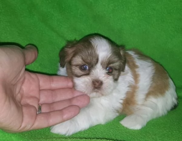 meraviglioso cuccioli di razza Shitzu toy taglia piccola per ladozione gratuita | Foto 5