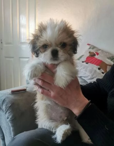 meraviglioso cuccioli di razza Shitzu toy taglia piccola per ladozione gratuita