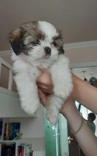 meraviglioso cuccioli di razza Shitzu toy taglia piccola per ladozione gratuita | Foto 3